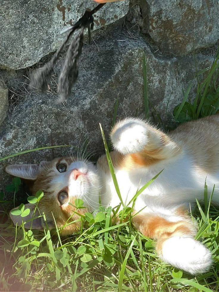 Happy Caturday