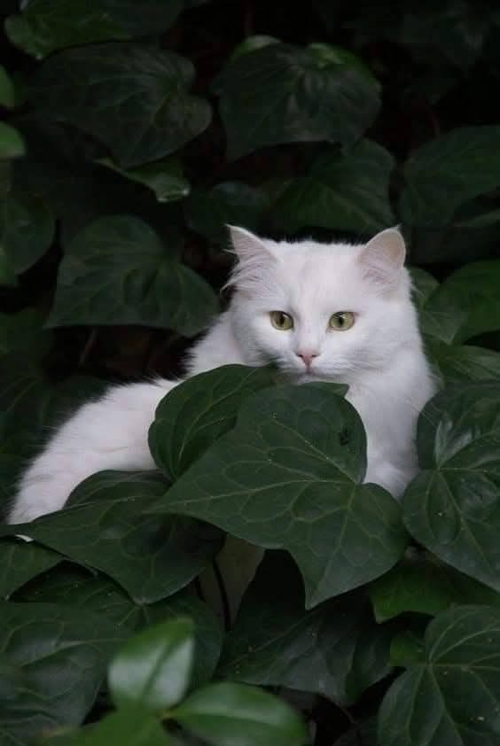Happy Caturday