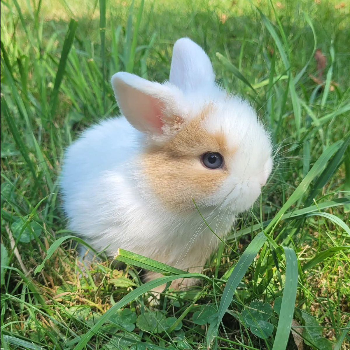 Happy BunDay
