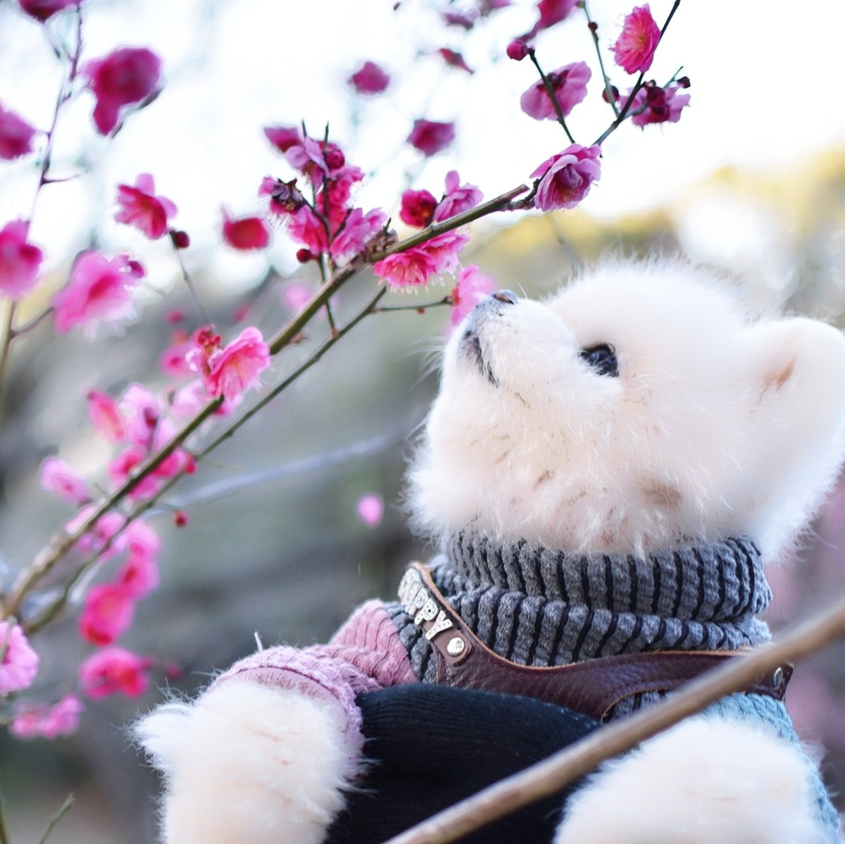 寒紅の香り🐶😊🌸 https://t.co/Fbmrj23WcB

@chapinosin