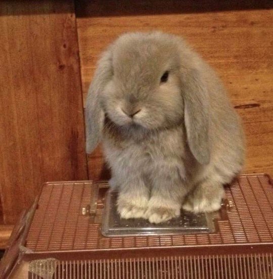 Happy Bunday