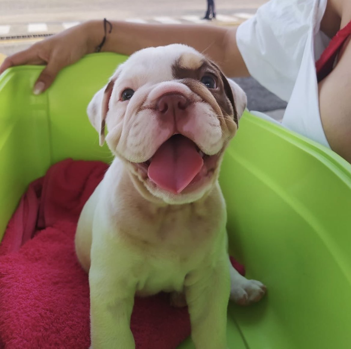 @ileonaard Les presento a princesa &lt;3 https://t.co/70qdZiQoRf