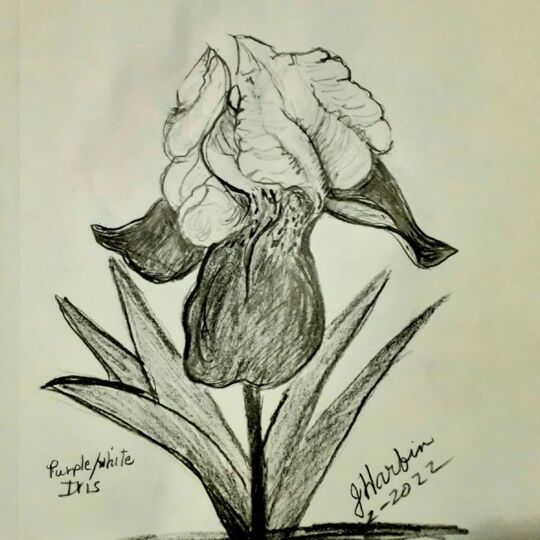 Iris a simple charcoal sketch