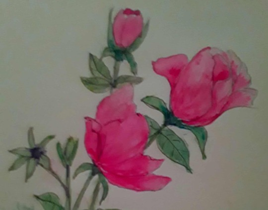 Knockout Roses 6x9 watercolor