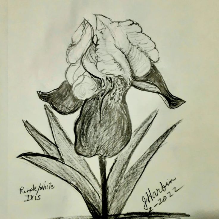 Iris a simple charcoal sketch
