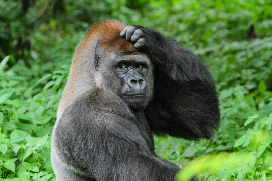 When you find out that statins protect you from heart disease by increasing your risk of diabetes, which happens to be the primary risk factor for heart disease.