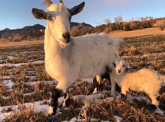 Protect our rural way of life. 

We have the power to correct the destructive path Democrats put our country on. 

VOTE for conservatives! https://t.co/BHNMPhKNyc

@laurenboebert