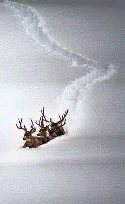 Happy Tuesday ❄️☃️🎄❄️ #NaturePhotography https://t.co/qp7Ea06Tg1

@Kristal38922455