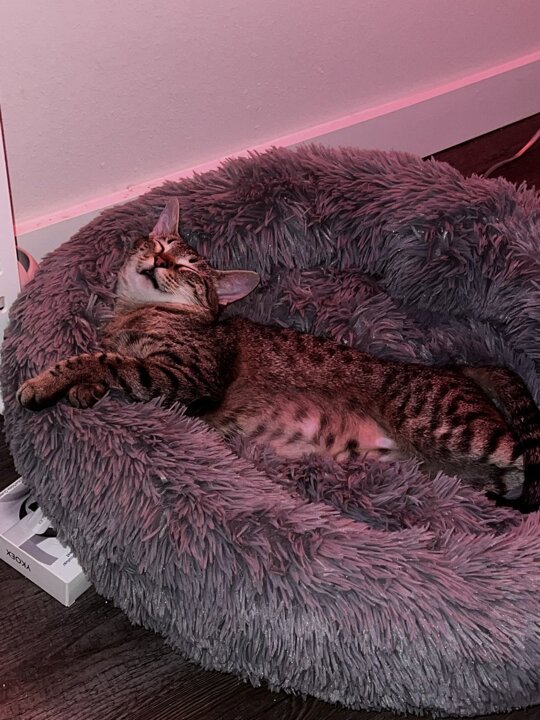 She's KNOCKED out😭 https://t.co/I23OfsXteT

@chlamydiapills