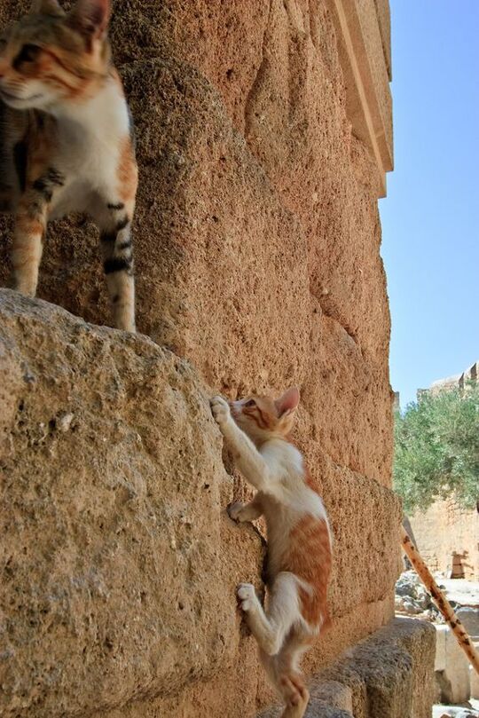 ♡。.。♡。.。🐈♡。.。♡ https://t.co/ONxWPbineI

@barbypada