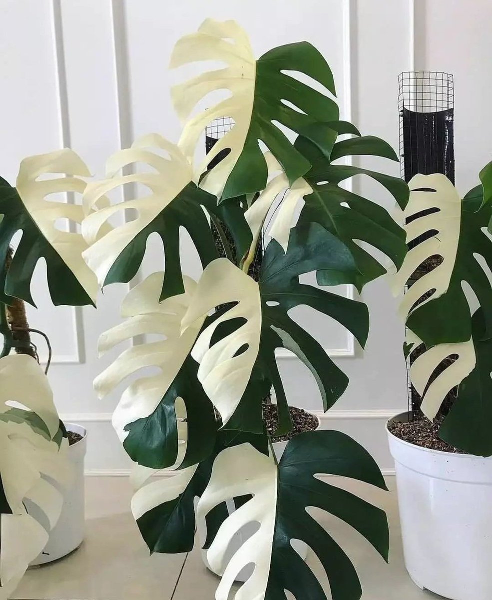 A perfect half-moon Monstera 🌿 https://t.co/nCGJpPGowx

@HobbyistPlant