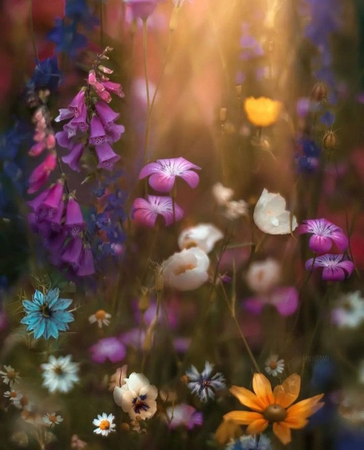 #flowerphotography #beautiful https://t.co/aYe22EPXlG

@Barbarelle24