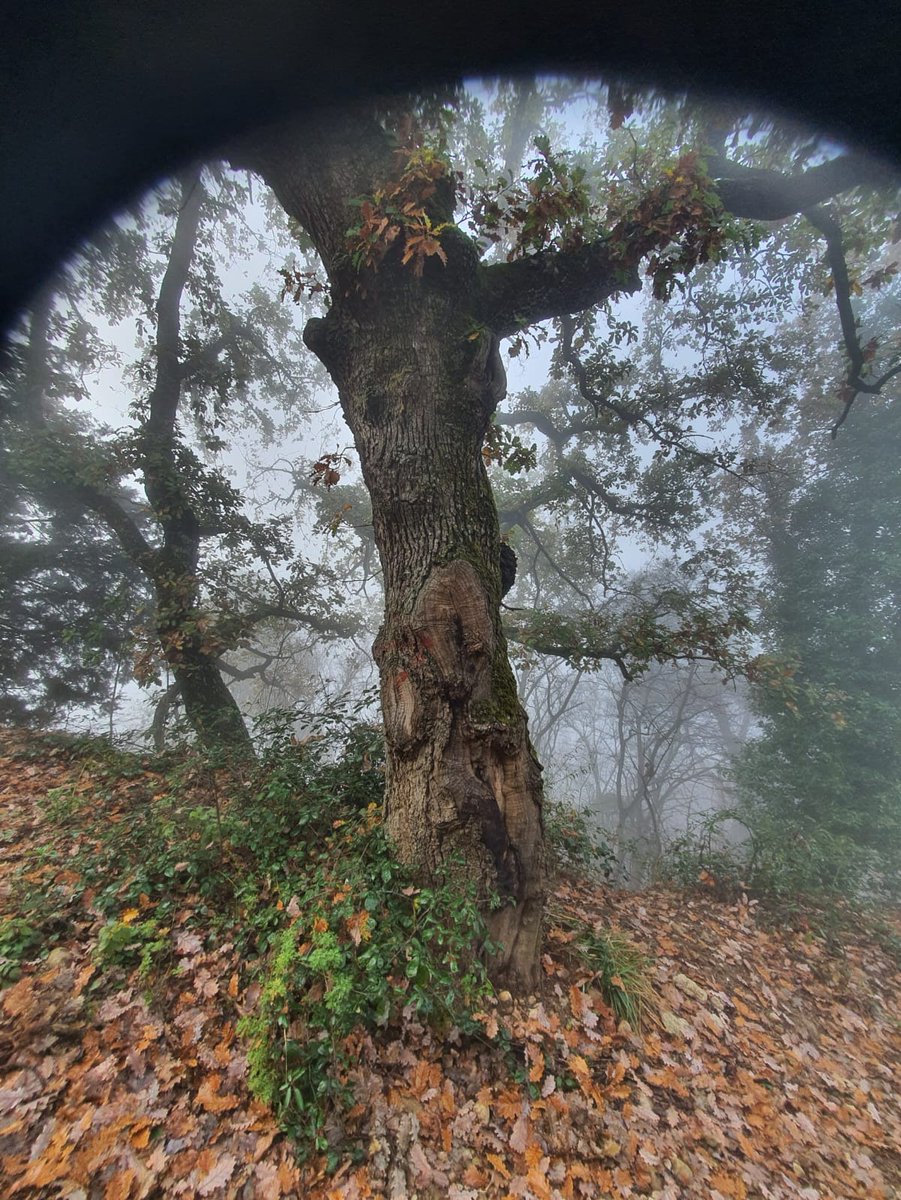 Buona giornata a tutti voi https://t.co/EAcPPcwadp

@Angiole03842000