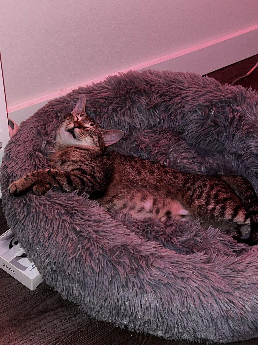 She's KNOCKED out😭 https://t.co/I23OfsXteT

@chlamydiapills