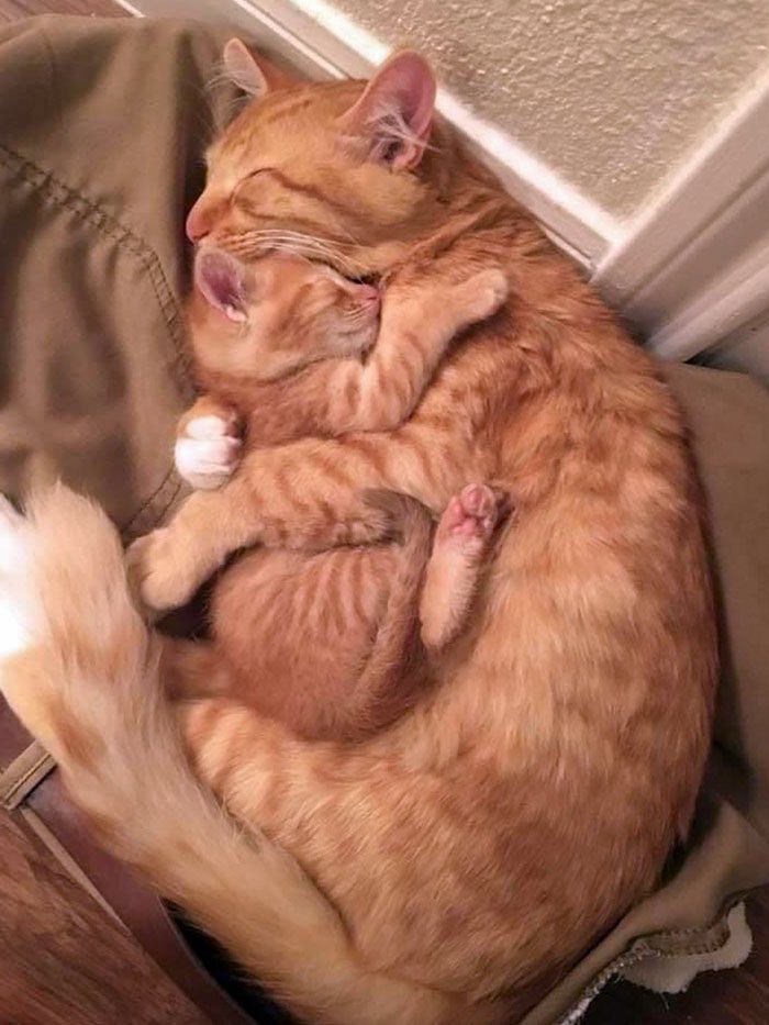 Have a relaxing Sunday dear friends…🌹😻🐱❣️

#GoodMorningEveryone 🌹 #CoffeeTime ☕️ #CatsLover 🐈 #StayPositive ☃️ #BeKindAlways 💗 #Blessings 🌷 #Peace 🕊 https://t.co/ckSC1qyJuj

@WonderfulSpace4