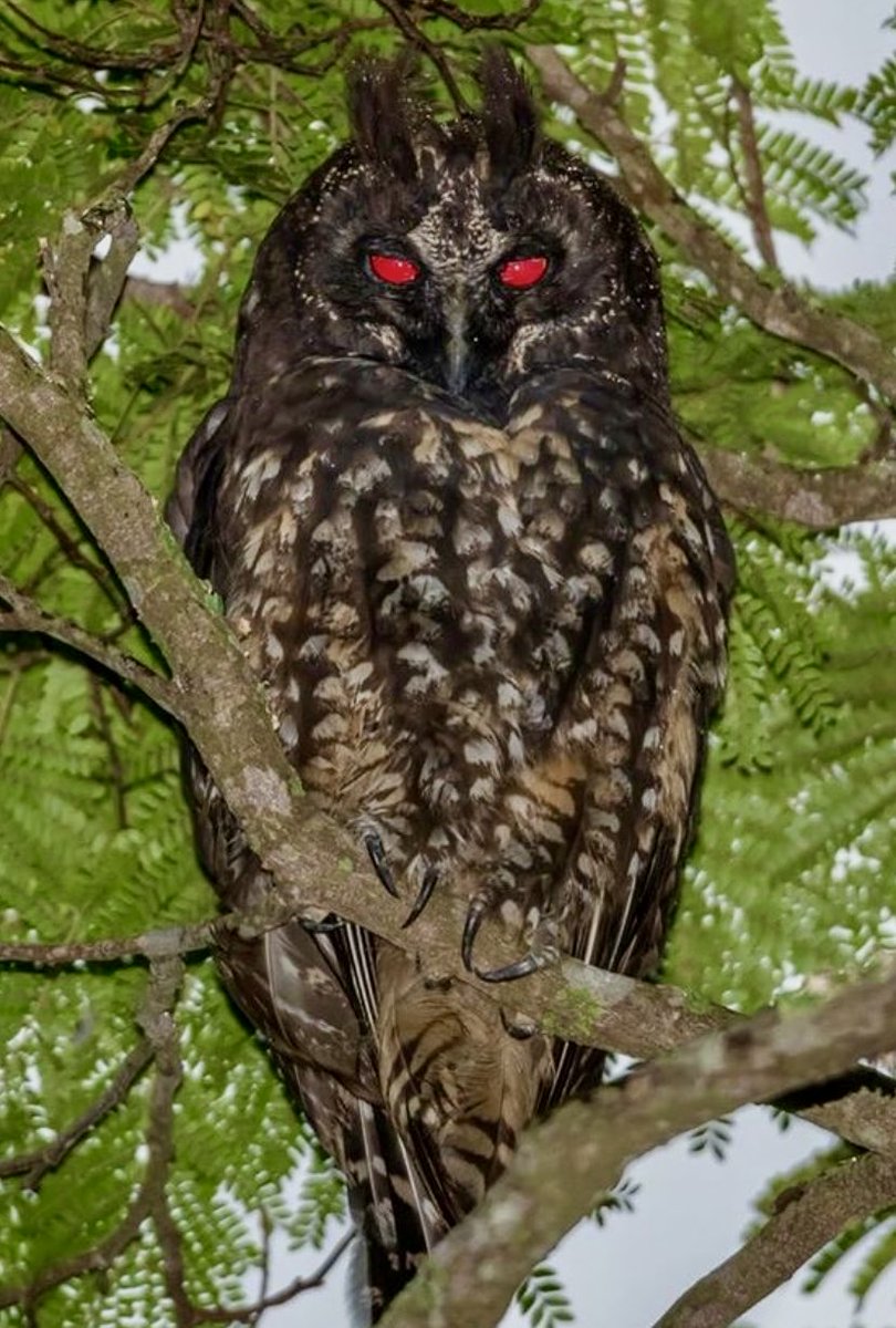 Stygian Owl 🦉 The red reflection in the eyes is common 👀 https://t.co/pIWSbRoxEp

@Don_DHYB