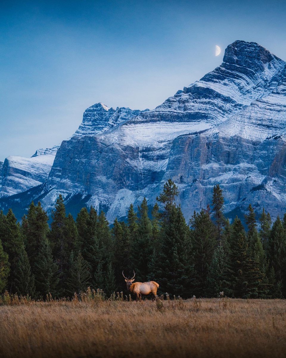 moonrise in the canadian rockies https://t.co/e3Pc9qO2di

@braybraywoowoo