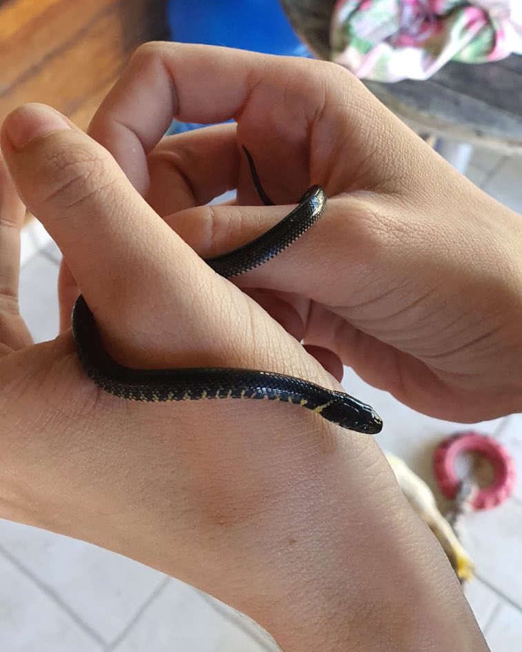 Baby danger noodle 😍 https://t.co/QdGW68afCD

@loollypop24