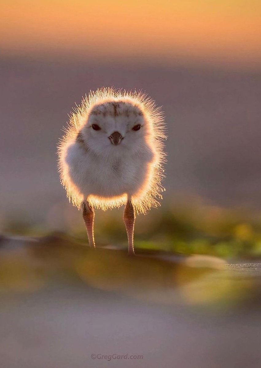 Good night peoples😊😵
#NaturePhotograhpy #naturelovers https://t.co/BanjduMrvV

@Da__Eliz