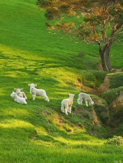 Good day...
#animal
#AnimalLovers
#photography https://t.co/TBcpbz87xj

@Giselle_zmm