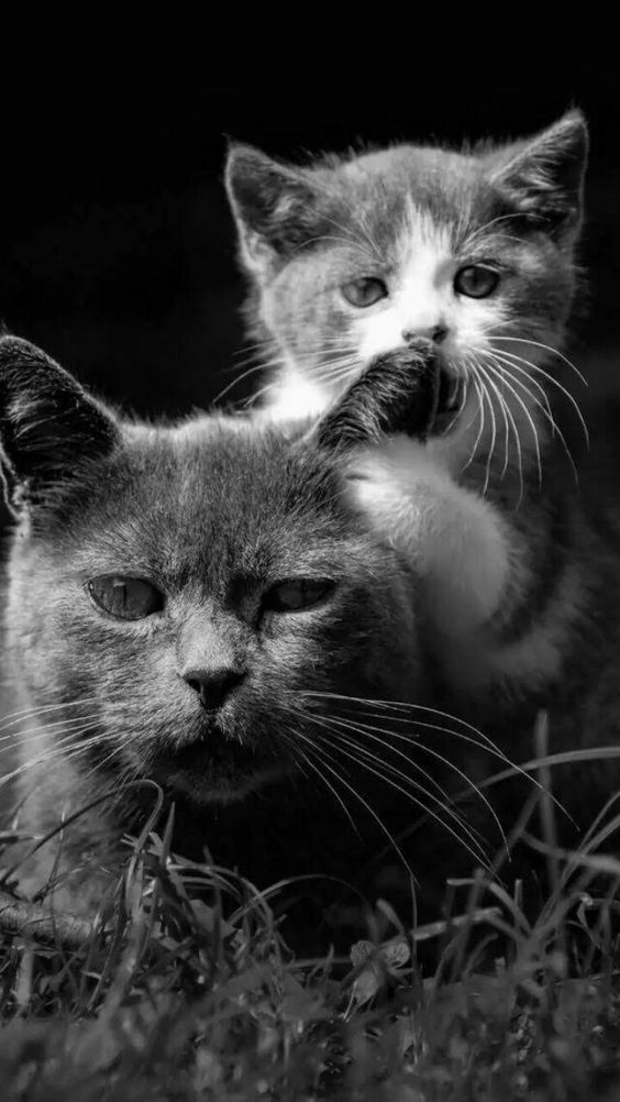 ♡...♡...♡ 🖤🤍 ♡...♡...♡ https://t.co/36dxYVspui

@barbypada