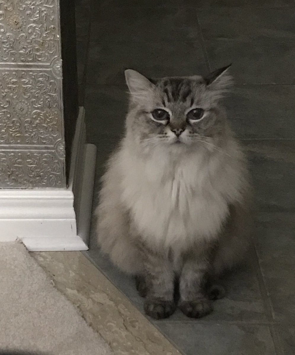 @LuaHilda @giavilamala @marie_nassar 😽 https://t.co/AA3XKDaqx1

@KB101team