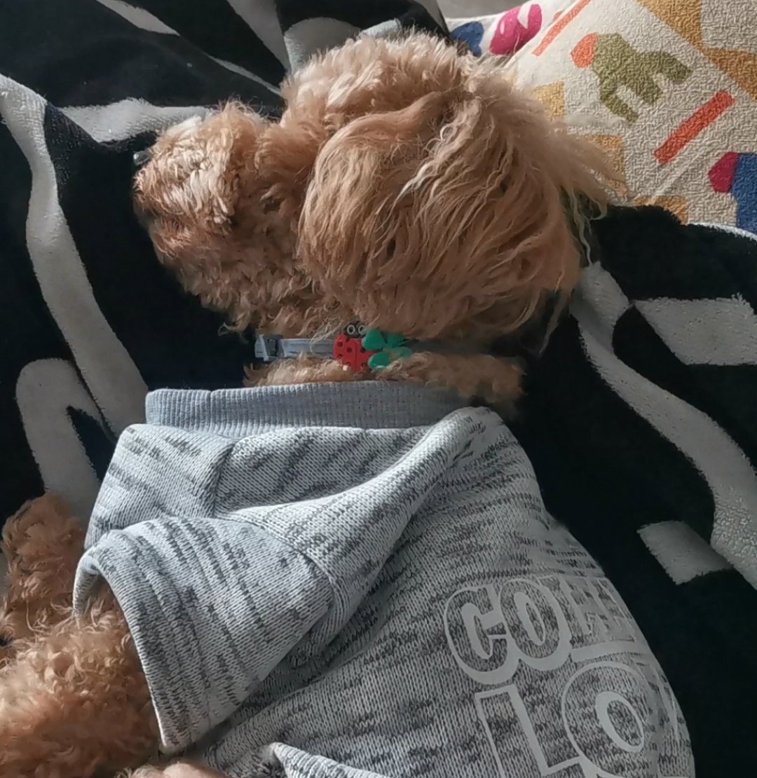 @giavilamala Yo too my sweet baby 🍎❤️ https://t.co/W1H0vIJKfY

@soniaguasch333