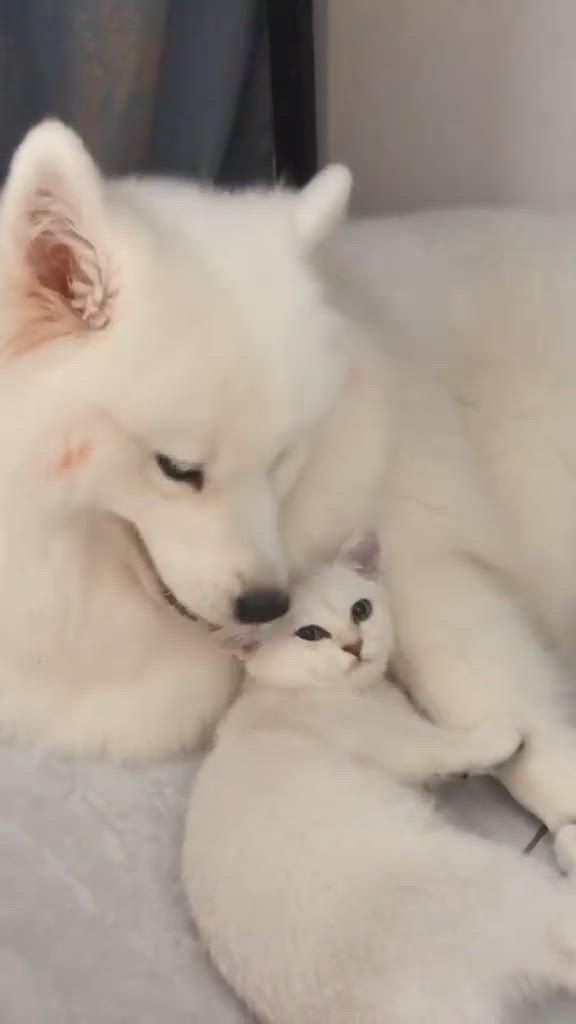 #Peace and #love
#AnimalLovers
#animallove https://t.co/1SVSp2Im6l

@bellalilli161