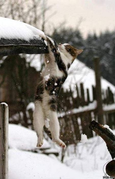 *♡︎♡︎♡︎*🐱🌨️*♡︎♡︎♡︎* https://t.co/nfoJNT3AQz

@barbypada