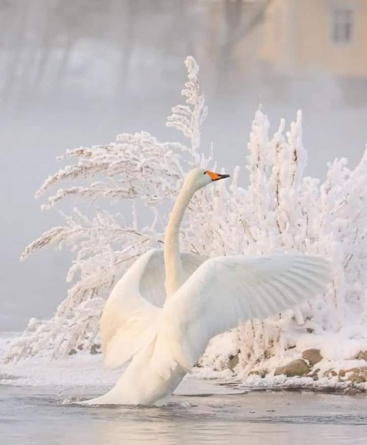La beauté dans toute sa splendeur🦢❄🤍 https://t.co/HsSz5en9lm

@zazafontaine42