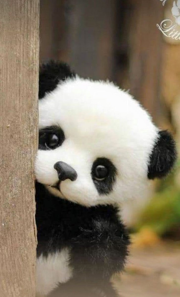 Hello cutie. https://t.co/0AkLaQFbOz

@12tmimi