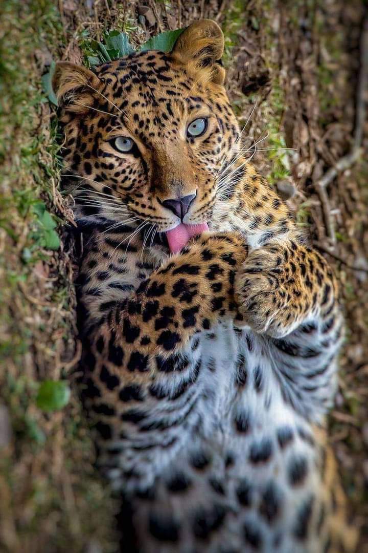 ❃❃❃ STUNNING BEAUTY 😍🐯🥰
#nature #wildlifephotography #wildlife https://t.co/BW3e2sXHQ3

@Sari_Friends