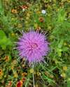 The Texas wildflowers were beautiful today.<br> @joerogan