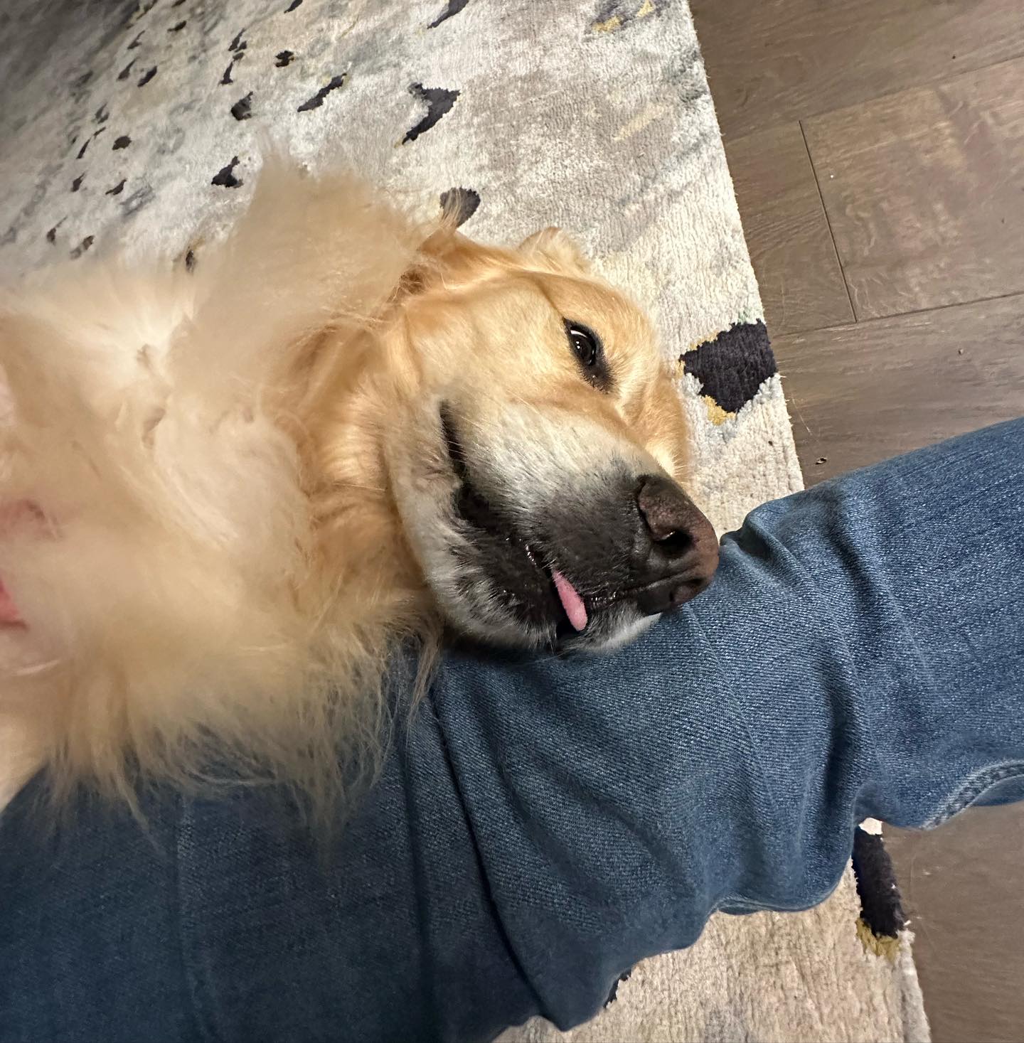 What an amazing thing people have done with dogs. They took a fierce wolf and through selective breeding over many years have created a being of pure love. @marshallmaerogan  @joerogan