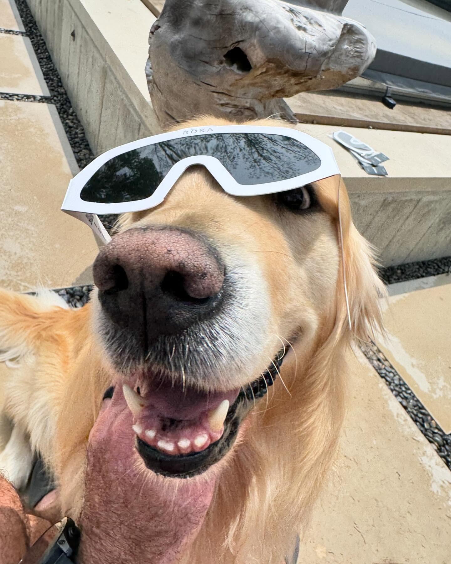 @marshallmaerogan wanted in on the fun. #solareclipse2024<br> @joerogan