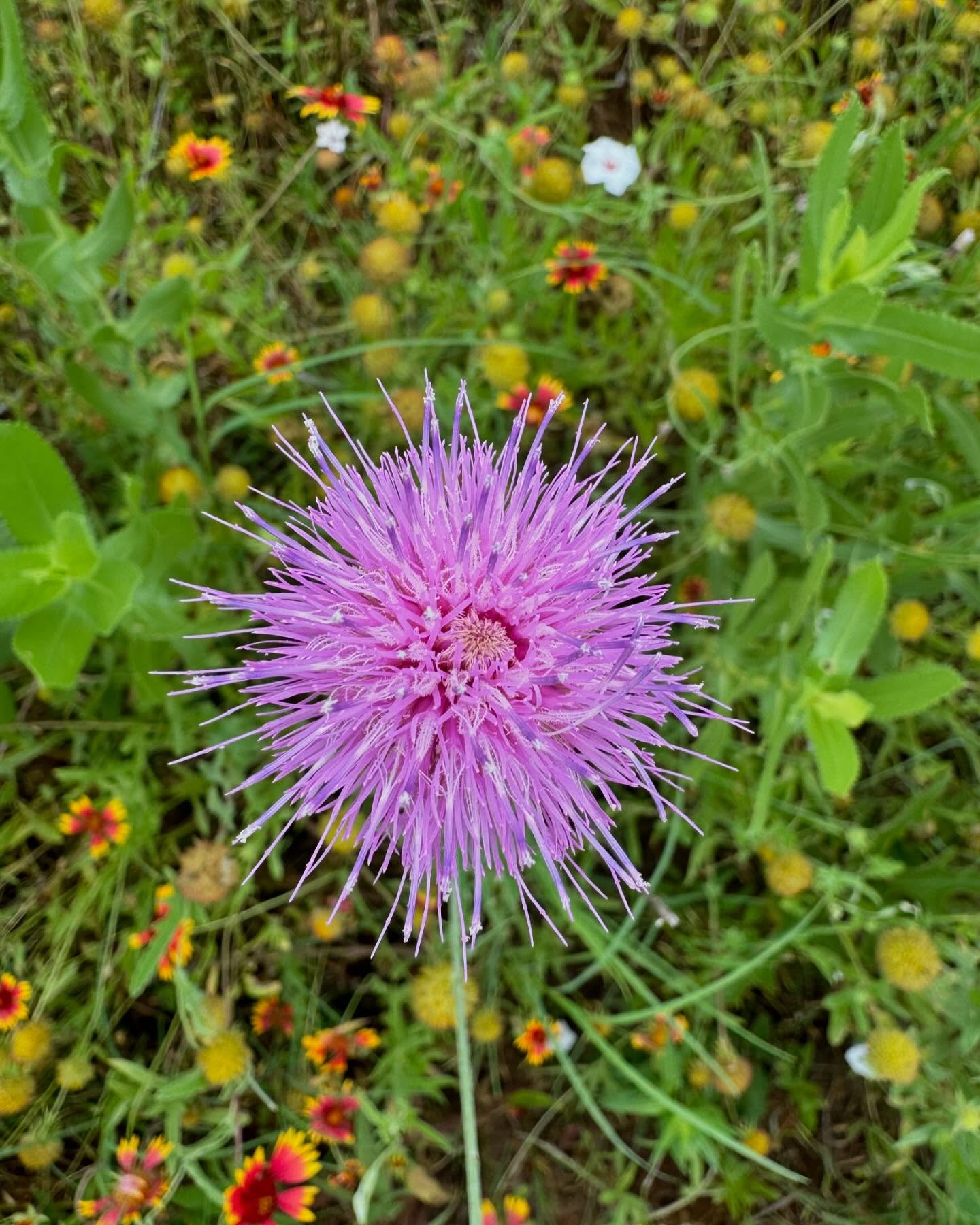 The Texas wildflowers were beautiful today.<br> @joerogan