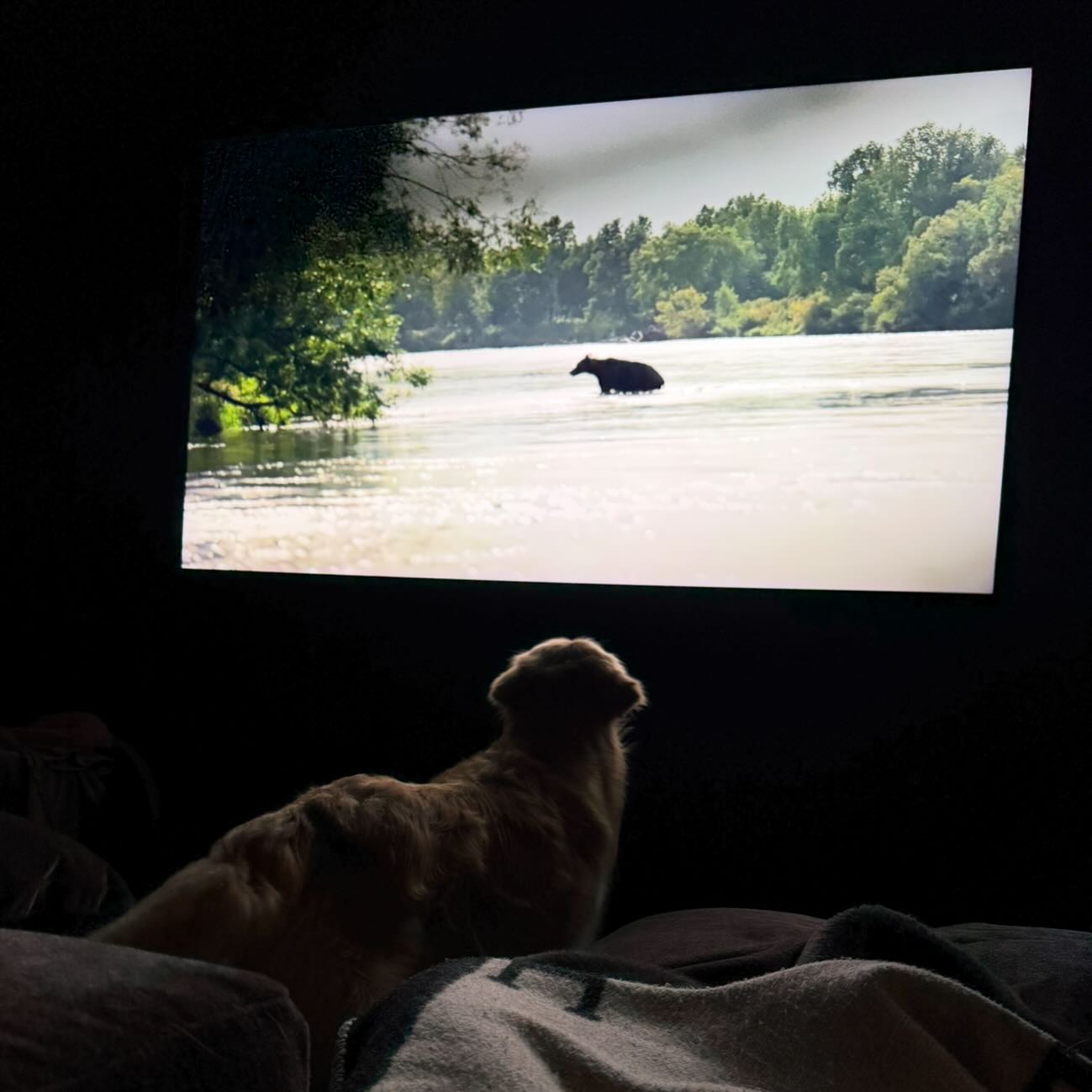 @marshallmaerogan hops off the couch when he sees bears on TV.  @joerogan