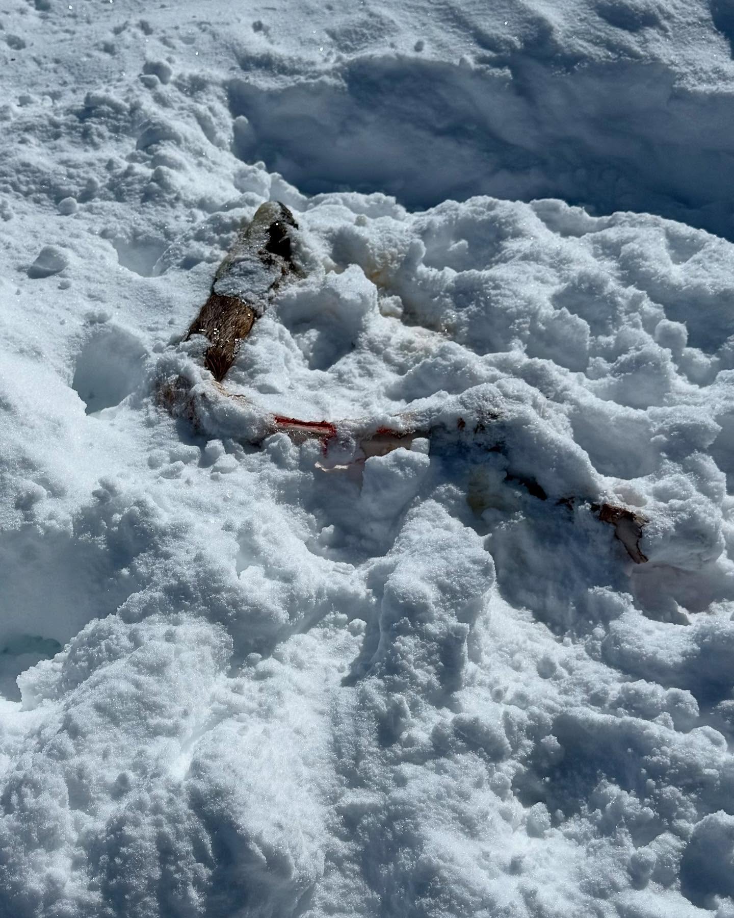 They released a new batch of wolves a couple weeks ago in Colorado, right onto a friend’s ranch. He found this elk leg in the snow after neighbors spotted the wolves on the prowl.
He has livestock on his land and no one even bothered to alert him as to what they were planning. He said he thinks it was 5 wolves. This is only 30 minutes outside of Aspen.

I’m a fan of wolves, and all wildlife, but I think ballot box biology is a terrible idea. Most of these people all gung ho for the reintroduction have no idea what they’ve voted for.

There’s a reason why they eradicated wolves from the west ages ago, and a reason why they’re the bad guys in every old fairy tale from little red riding hood to the 3 little pigs.
They’re brilliant, ruthless hunters, and they will kill and eat everything they can, including cattle, horses and dogs.

Aspen is going to get very weird in the upcoming years, and I’m sure many people are going to regret this decision.

They’ll have to eventually allow wolf hunting when the numbers get too high, but good luck hunting them or even finding them if they don’t want to be found.  @joerogan