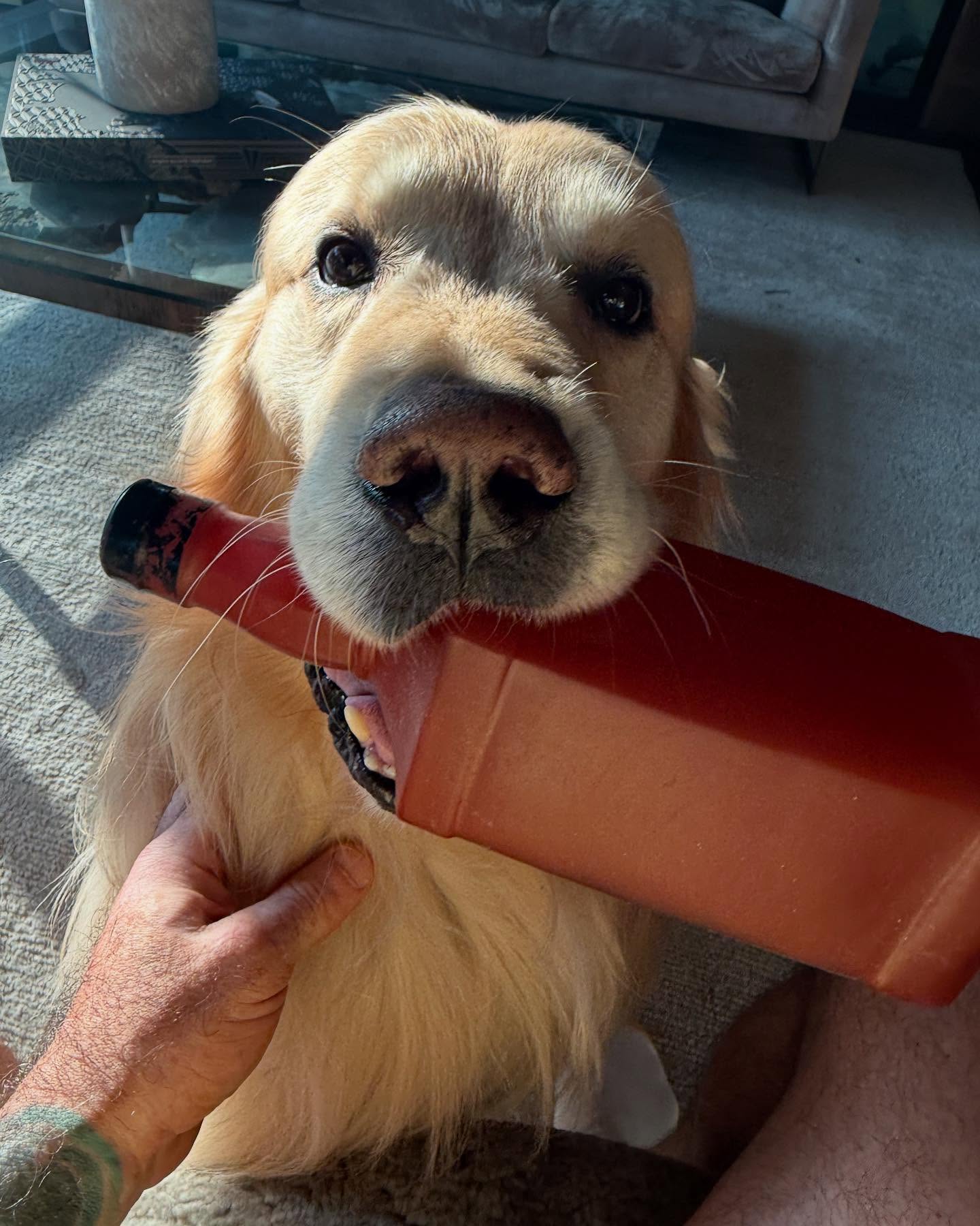 My bestest boy @marshallmaerogan is trying to get me to fall off the wagon. I haven&rsquo;t had a drink in about 2 months and I feel great. Almost makes me feel dumb for not quitting a long time ago. I do so many things to stay healthy only to sabotage it with booze multiple days a week. Glad my dumb ass figured it out eventually.
Marshall, on the other hand wants to get hammered and go to the dog park. #badinfluence  @joerogan