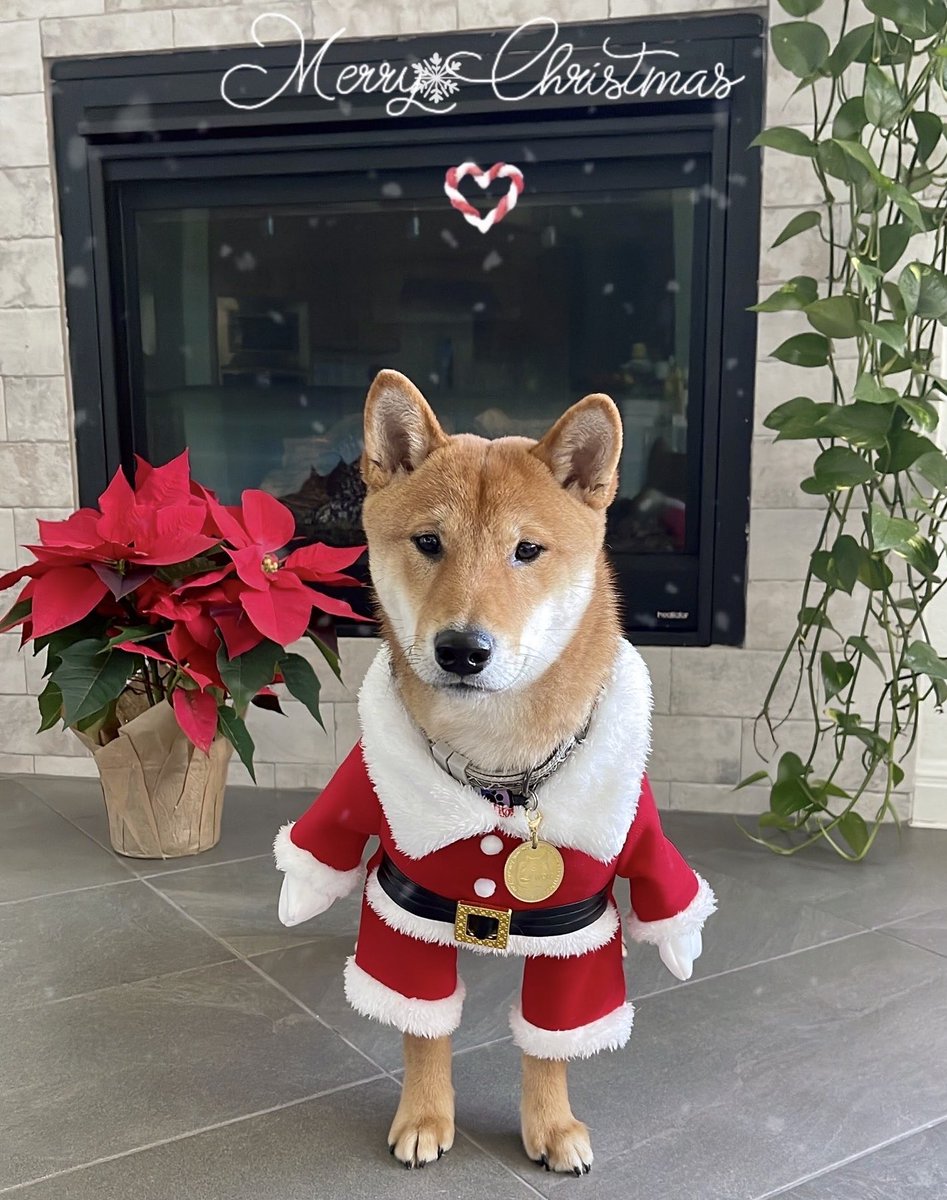 Floki Santa https://t.co/y3CTq16bGi