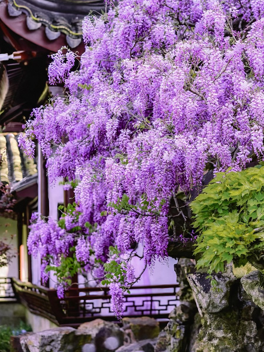 Do you know what kind of flower this is? 