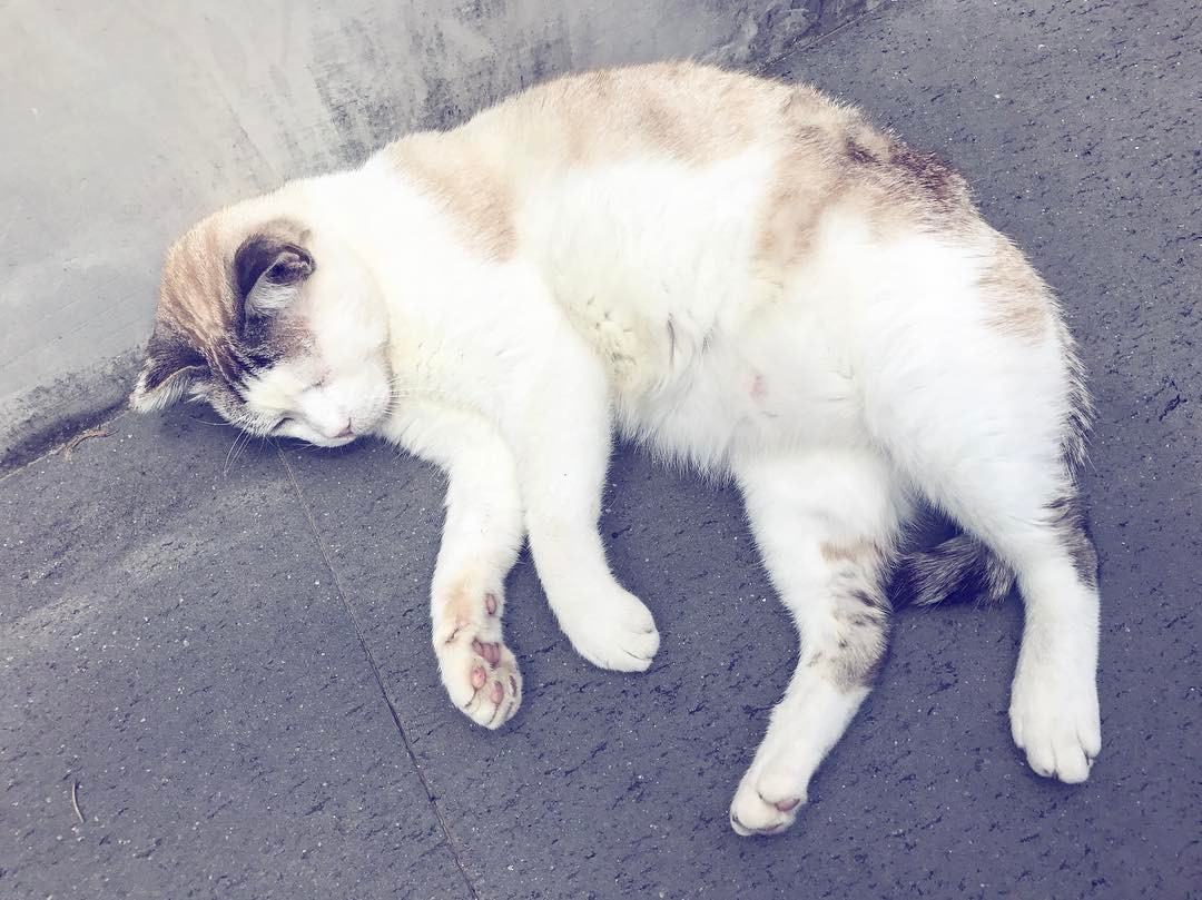 Sunday Morning #hamlet #homelet #reveilausoleil #sundaymorningmood #siestacat #instacat @oliviaarnaud