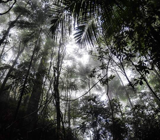 to my english speaker friends:
Amazonia has been on fire for 16 days. yes, it is dry season now but this is getting worse and worse every year. most of the burns are made by humans. clearing land for cattle ranching is the larger driver of deforestation. Brazil’s president is stupid and has said that “only those vegans who eat vegetables worry about environmental issues”. 2 days ago, a huge black cloud of smoke arrived in São Paulo, the biggest city of Brazil, 2700km far from Amazônia and people felt that there’s something wrong going on.
what I said in my long stories, basically, is that I see all this sadness as a huge opportunity for people to reconnect, to feel more, to understand that YES, WE ARE ALL CONNECTED. most of the population lives in cities, in an automatic mode. we are always busy, we don’t have time for anything, we don’t remember that if there’s no nature, there’s no us. no money, no cities, no work, anything.
i truly believe that we only change habits if we FEEL. so there’s a huge call: LETS FEEL MORE! lets connect to ourselves and to Mother Earth.
lets’s take 10 minutes everyday to breath while listening to some forest song and to send good thoughts to Her.
let’s keep trusting that there’s lot of bad things happening, but many many many more amazing ones happening at the same time. let’s keep moving, doing our own part. being conscious about what we eat and who we support. let’s keep flowing and feeling.
we are all one <3 @olivianachle