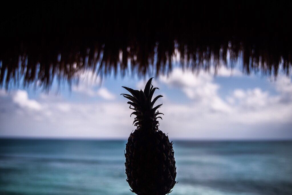 tropical life 🍍 @olivianachle