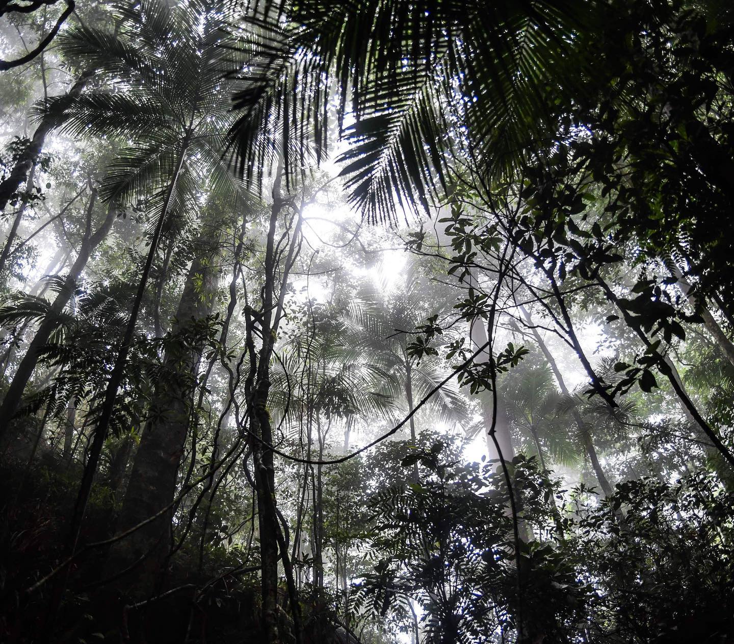 to my english speaker friends:
Amazonia has been on fire for 16 days. yes, it is dry season now but this is getting worse and worse every year. most of the burns are made by humans. clearing land for cattle ranching is the larger driver of deforestation. Brazil’s president is stupid and has said that “only those vegans who eat vegetables worry about environmental issues”. 2 days ago, a huge black cloud of smoke arrived in São Paulo, the biggest city of Brazil, 2700km far from Amazônia and people felt that there’s something wrong going on.
what I said in my long stories, basically, is that I see all this sadness as a huge opportunity for people to reconnect, to feel more, to understand that YES, WE ARE ALL CONNECTED. most of the population lives in cities, in an automatic mode. we are always busy, we don’t have time for anything, we don’t remember that if there’s no nature, there’s no us. no money, no cities, no work, anything.
i truly believe that we only change habits if we FEEL. so there’s a huge call: LETS FEEL MORE! lets connect to ourselves and to Mother Earth.
lets’s take 10 minutes everyday to breath while listening to some forest song and to send good thoughts to Her.
let’s keep trusting that there’s lot of bad things happening, but many many many more amazing ones happening at the same time. let’s keep moving, doing our own part. being conscious about what we eat and who we support. let’s keep flowing and feeling.
we are all one <3 @olivianachle