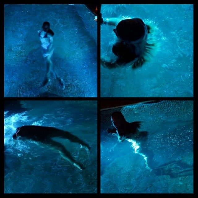 Ensaio sobre o azul @olivianachle