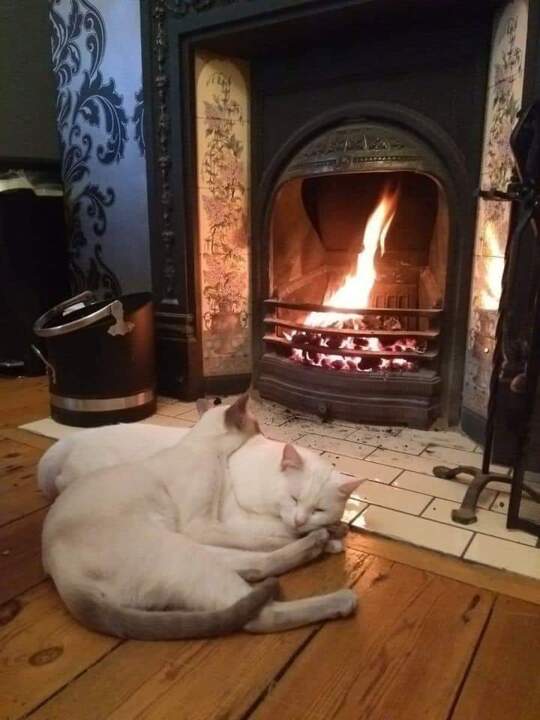 🤍💞🤍

The warmth of the fireplace 🔥💫 https://t.co/CSvQPo5kTt

@Krystyn31197823