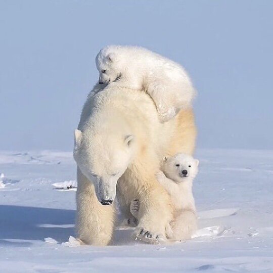 Good morning Twitter-Friends&hellip;Happy Tuesday ☃️❄️🌷

#TuesdayMotivaton 🌷 #CoffeeTime ☕️ #WinterWeather ☃️ #AnimalLovers 💗 #StaySafe ❄️ #BeKind 🌸 #Peace 🕊️ https://t.co/Yefl7Ga6JZ

@marie_nassar