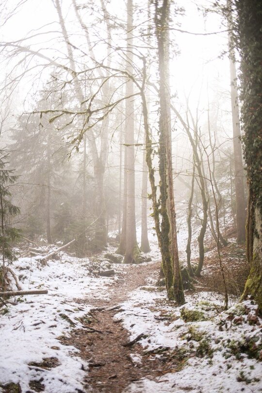 Into the Woods https://t.co/0VoAnJFUbN

@helena_mar19