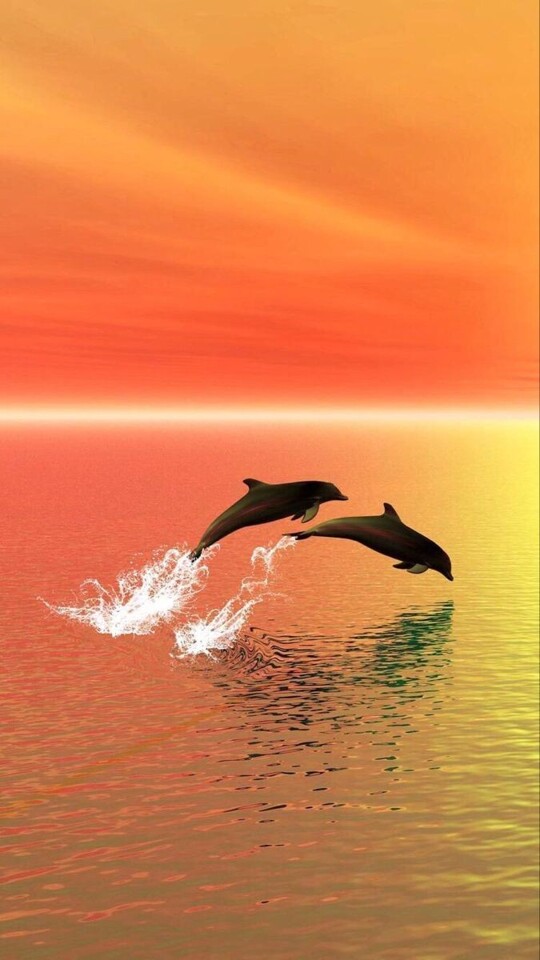 🧡💛🐬
📸✨ &copy; Google https://t.co/sKVdIIFOHC

@LizCollins44490